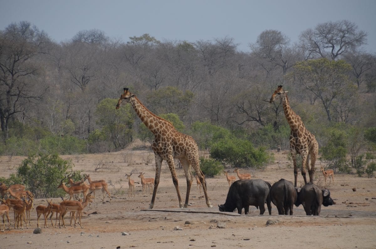 Africa