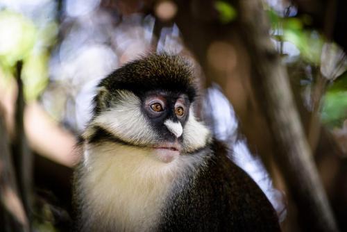 Africa; Kenya; Sanctuary Olonana