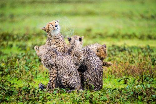 Africa, Tanzania, Sanctuary Kusini