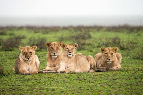 Africa, Tanzania, Sanctuary Kusini