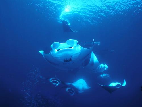 Azalea-Cruise-30-Large