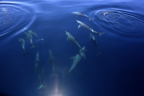 Screenshot-2023-04-17-at-12.27.59-pm