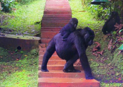 Africa; Uganda; Sanctuary Gorilla Forest Camp